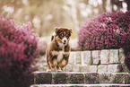 Australian Shepherd Puppy