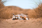 Australian Shepherd