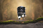 Australian Shepherd