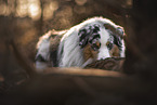 Australian Shepherd