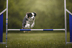 Australian Shepherd