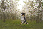 Australian Shepherd