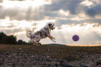 Australian Shepherd