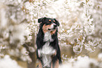 Australian Shepherd