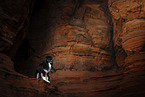 Australian Shepherd