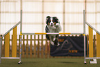 Australian Shepherd