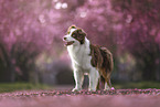 Australian Shepherd