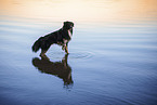 Australian Shepherd