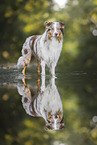 Australian Shepherd