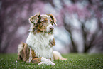 Australian Shepherd