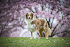 Australian Shepherd
