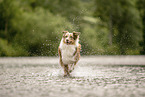 Australian Shepherd