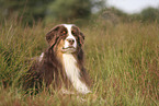 red-tri Australian Shepherd