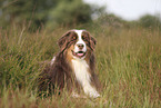 red-tri Australian Shepherd