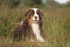 red-tri Australian Shepherd