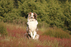 red-merle Australian Shepherd