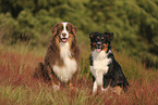 Australian Shepherds