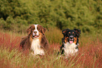Australian Shepherds