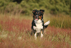 black-tri Australian Shepherd