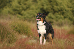 black-tri Australian Shepherd