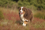red-tri Australian Shepherd