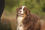 red-tri Australian Shepherd