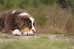red-tri Australian Shepherd