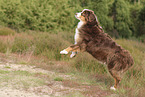 red-tri Australian Shepherd