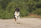 black-tri Australian Shepherd
