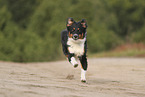 black-tri Australian Shepherd