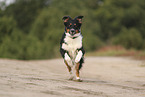 black-tri Australian Shepherd