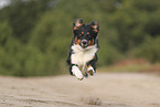 black-tri Australian Shepherd