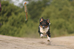 black-tri Australian Shepherd