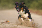 black-tri Australian Shepherd