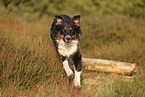 black-tri Australian Shepherd