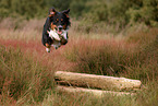 black-tri Australian Shepherd