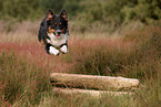 black-tri Australian Shepherd