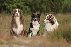 Australian Shepherds