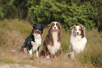 Australian Shepherds