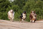 Australian Shepherds