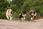 Australian Shepherds