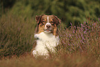 red-tri Australian Shepherd
