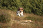 red-tri Australian Shepherd