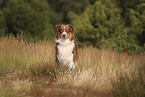 red-tri Australian Shepherd