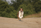 red-tri Australian Shepherd
