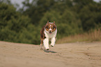 red-tri Australian Shepherd