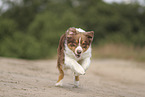 red-tri Australian Shepherd