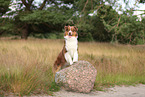 red-tri Australian Shepherd