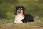 black-tri Australian Shepherd