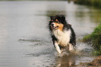 black-tri Australian Shepherd